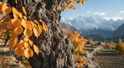 Close view of an old apricot tree with golden leaves and mountains behind it